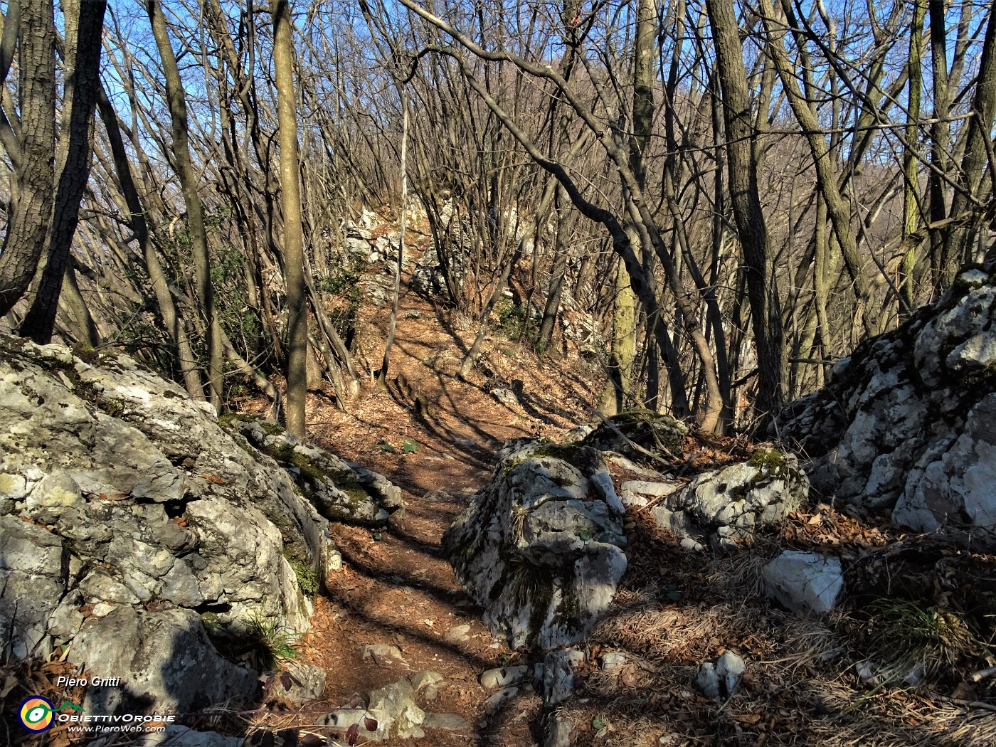 43 Sentiero in saliscendi in bosco di alti carpini neri.JPG